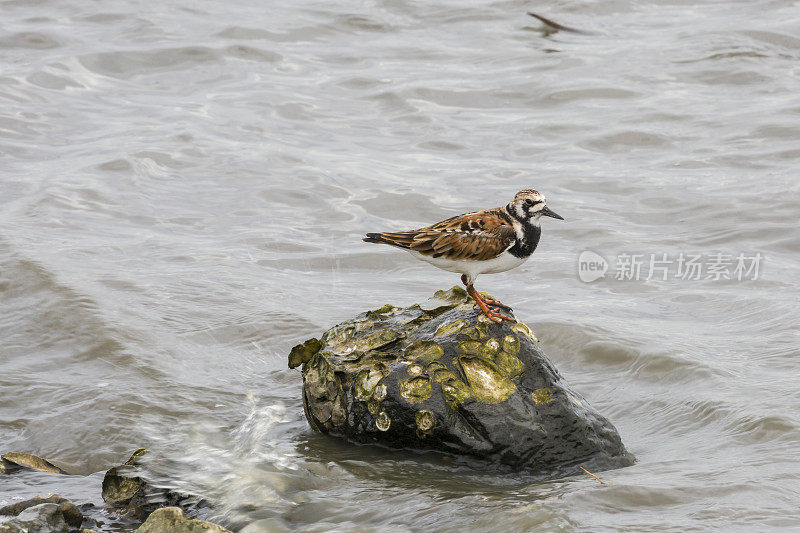 红润的Turnstone (Arenaria翻译)，站在贝壳覆盖的岩石上的滨鸟